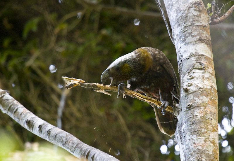 Kaka Gnawing On Branch